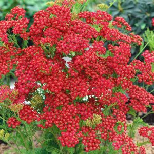 Kırmızı civanperçemi tohumu achillea millefolium