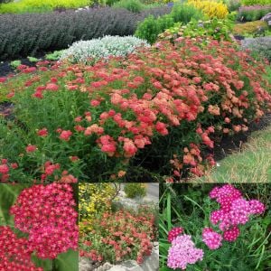 Kırmızı civanperçemi tohumu achillea millefolium