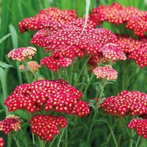 Kırmızı civanperçemi tohumu achillea millefolium