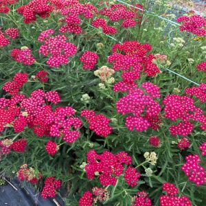 Kırmızı civanperçemi tohumu achillea millefolium