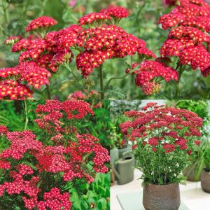 Kırmızı civanperçemi tohumu achillea millefolium