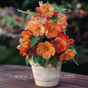 Somon abutilon çiçeği fidesi abutilon bella