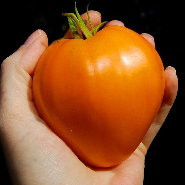 Turuncu çilek domates tohumu german strawberry tomato