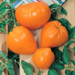 Turuncu çilek domates tohumu german strawberry tomato