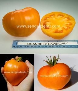 Turuncu çilek domates tohumu german strawberry tomato
