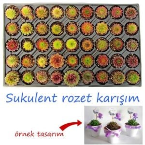 45 adet toptan sukulent bitki nikah düğün ve organizasyonlara özel 45 adet sukulent karışım