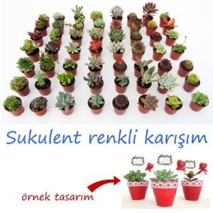 45 adet toptan sukulent bitki nikah düğün ve organizasyonlara özel 45 adet sukulent karışım