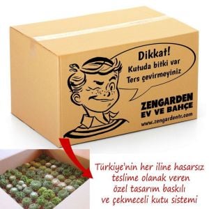 45 adet toptan sukulent bitki nikah düğün ve organizasyonlara özel 45 adet sukulent karışım