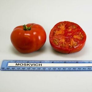 Atalık Moskvich domates tohumu ekstra erkenci