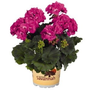 Mavimtrak fuşya sardunya fidesi savannah blue