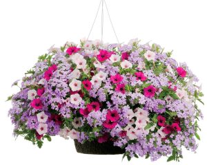 Sarkan mine fidesi verbena vectura lavender