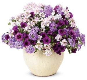 Sarkan mine fidesi verbena vectura lavender