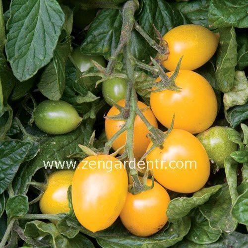 Altın sarı roma domates tohumu golden roma tomato geleneksel