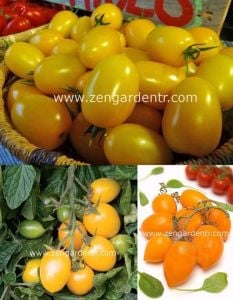 Altın sarı roma domates tohumu golden roma tomato geleneksel