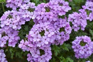 Sarkan mine fidesi verbena vectura lavender