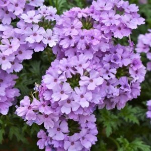 Sarkan mine fidesi verbena vectura lavender