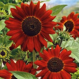 Kırmızı ayçiçeği tohumu velvet queen sunflower helianthus