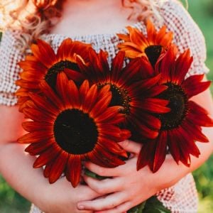 Kırmızı ayçiçeği tohumu velvet queen sunflower helianthus