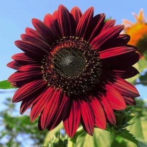Kırmızı ayçiçeği tohumu velvet queen sunflower helianthus