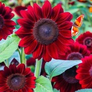 Kırmızı ayçiçeği tohumu velvet queen sunflower helianthus