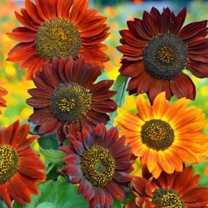 Kırmızı ayçiçeği tohumu velvet queen sunflower helianthus