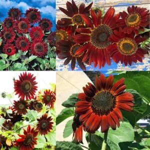 Kırmızı ayçiçeği tohumu velvet queen sunflower helianthus