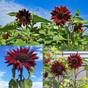 Kırmızı ayçiçeği tohumu velvet queen sunflower helianthus