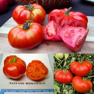 Pantano romanesco domates tohumu geleneksel
