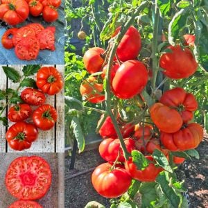 Pantano romanesco domates tohumu geleneksel