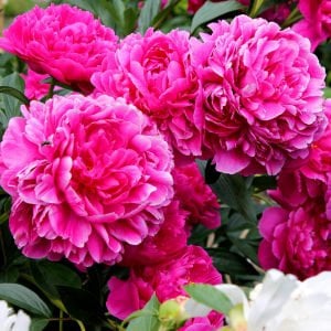Kansas şakayık çiçeği saksıda kokulu paeonia lactiflora peony