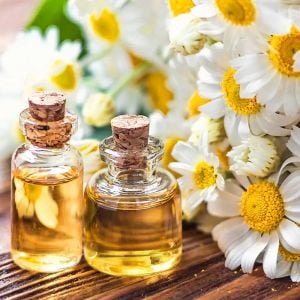 Şifalı rumi papatya tohumu elma kokulu anthemis nobilis
