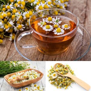 Şifalı rumi papatya tohumu elma kokulu anthemis nobilis