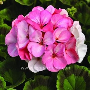 Çift renk çiçekli sardunya fidesi pinto white to rose