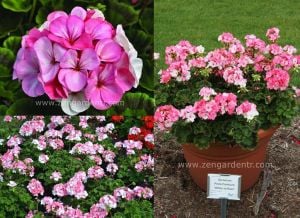 Çift renk çiçekli sardunya fidesi pinto white to rose