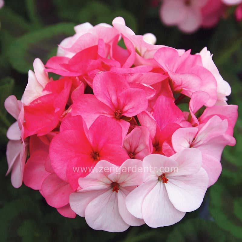 Çift renk çiçekli sardunya fidesi pinto white to rose