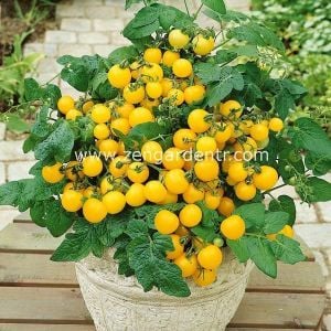 Sarı saksı domatesi tohumu window box yellow geleneksel