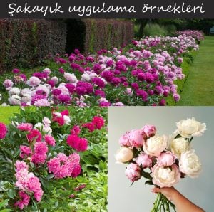 Duchesse de Nemours şakayık çiçeği saksıda kokulu paeonia lactiflora peony