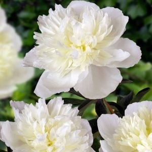 Duchesse de Nemours şakayık çiçeği saksıda kokulu paeonia lactiflora peony