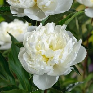 Duchesse de Nemours şakayık çiçeği saksıda kokulu paeonia lactiflora peony