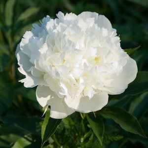 Duchesse de Nemours şakayık çiçeği saksıda kokulu paeonia lactiflora peony