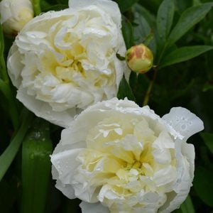 Duchesse de Nemours şakayık çiçeği saksıda kokulu paeonia lactiflora peony