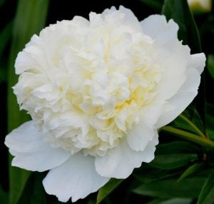 Duchesse de Nemours şakayık çiçeği saksıda kokulu paeonia lactiflora peony