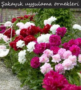Duchesse de Nemours şakayık çiçeği saksıda kokulu paeonia lactiflora peony