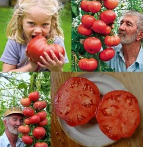 Derviş domatesi tohumu trip L crop domates geleneksel