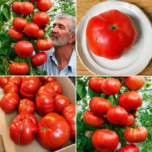 Derviş domatesi tohumu trip L crop domates geleneksel