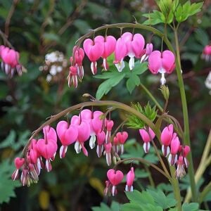 Pembe Kanayan Kalpler Çiçeği saksıda yetişmiş çiçekli