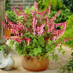 Pembe Kanayan Kalpler Çiçeği saksıda yetişmiş çiçekli