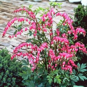 Pembe Kanayan Kalpler Çiçeği saksıda yetişmiş çiçekli