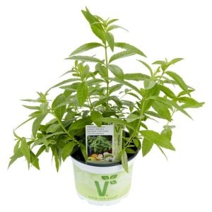 Limon otu fidesi lemon verbena lippia citriodora freshman 1 fide