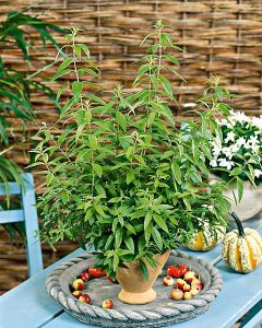 Limon otu fidesi lemon verbena lippia citriodora freshman 1 fide
